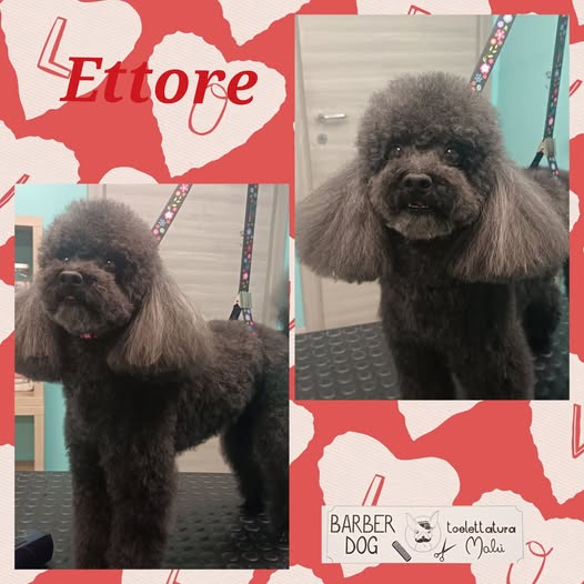 Ettore — Dopo la toelettatura