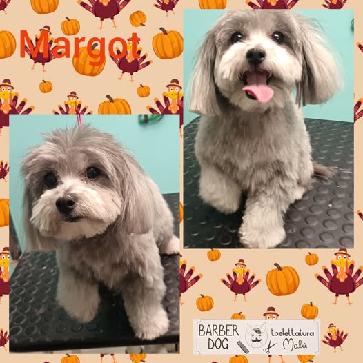 Margot — Dopo la toelettatura